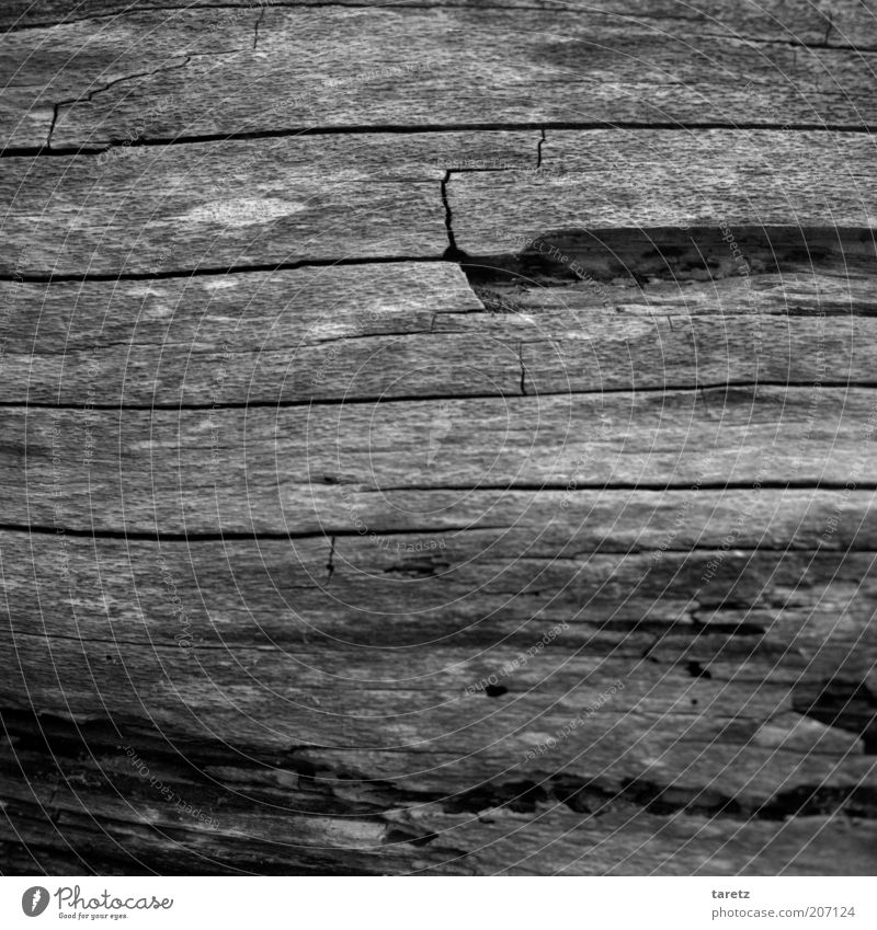 wood Environment Nature Old Change Wood Wood grain Crack & Rip & Tear Weathered Structures and shapes Undulating Log Transience Continuity Time Life line