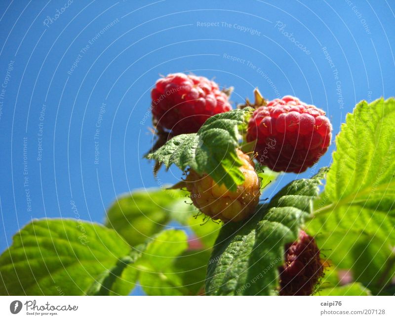 raspberry sky Nature Plant Sky Cloudless sky Summer Bushes Leaf Agricultural crop Raspberry bush Fragrance Natural Sweet Warmth Blue Green Red Colour photo