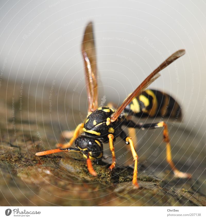 DURST: French field wasp ( Polistes dominulus ) Environment Nature Animal Elements Water Drops of water Summer Beautiful weather Warmth Wild animal Grand piano