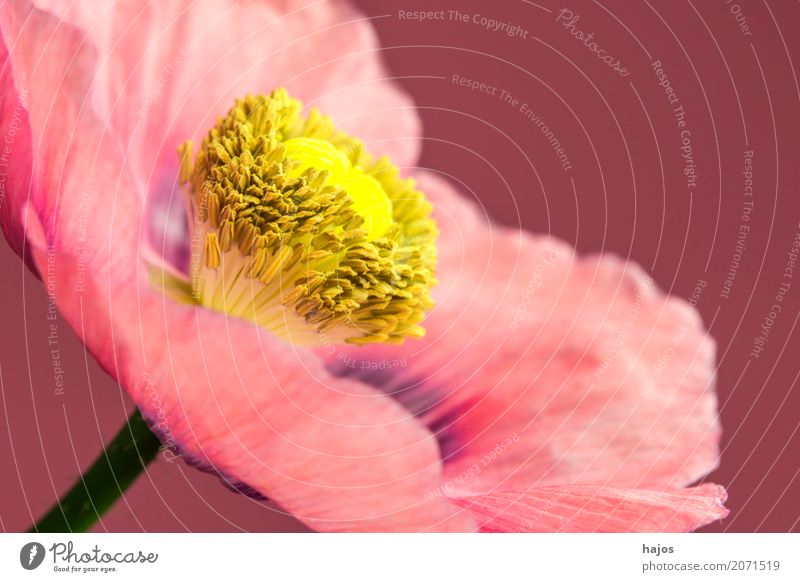 opium poppy,flower Intoxicant Medication Plant Blossom Pink Addiction Opium poppy Poppy Alkaloid narcotic pharmacy Poison Asia Close-up Macro (Extreme close-up)