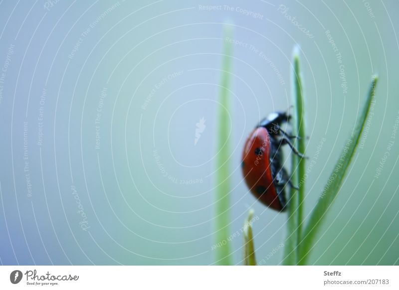 crawl up Ladybird Aspire Upward Crawl Happy lucky beetle symbol of luck near top Success pursuit of happiness Advancement Target Go up Movement Single-minded