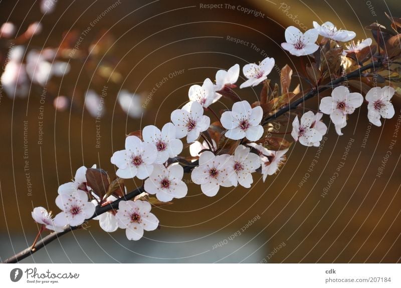 Cherry blossom branch in spring Environment Nature Plant Spring Blossom Esthetic pretty Blossom leave Delicate Twig White Pink Brownish Ornamental cherry