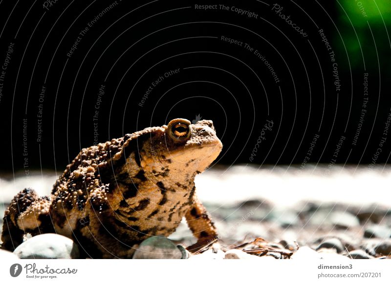 The toad in the forest Nature Animal Painted frog Common toad 1 Observe Crawl Looking Dark Disgust Small Near Natural Slimy Wild Brown Yellow Earnest