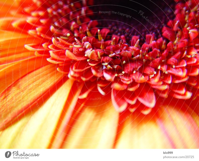 Gerbera-2 Macro (Extreme close-up) Flower Plant Nature