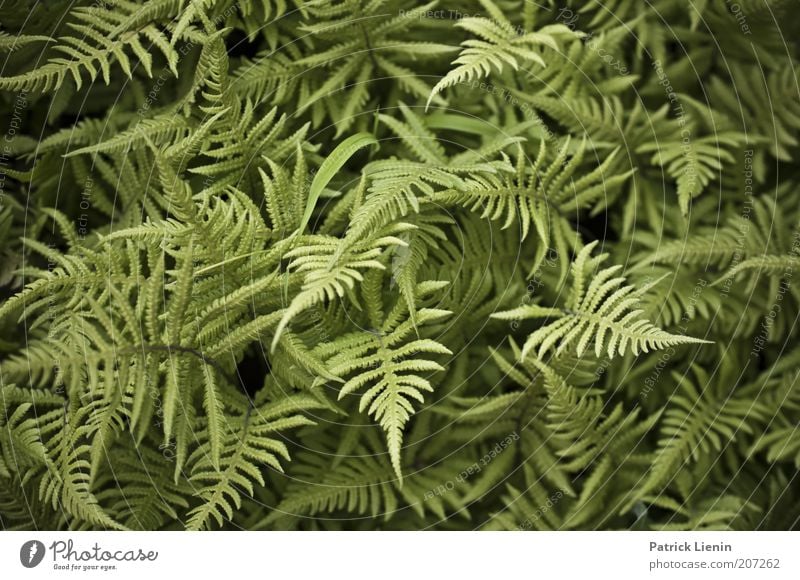 green confusion Environment Nature Plant Summer Fresh Fern Muddled Green Point Calm Contrast Colour photo Detail Deserted Day Fern leaf Exceptional