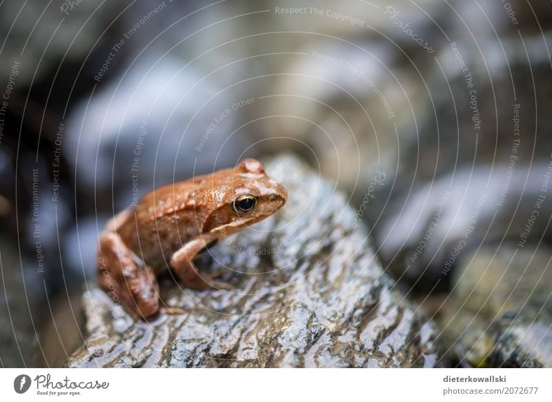 tree frog Science & Research Environment Nature Landscape Animal Farm animal Wild animal Frog 1 Tree frog Forest Woodground Brook Watchfulness Colour photo