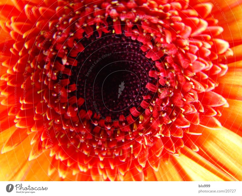 Gerbera-3 Macro (Extreme close-up) Flower Plant Nature