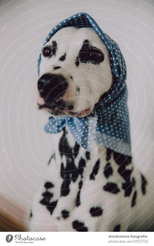 Comical old woman. Headscarf Animal Pet Dog Dalmatian 1 Observe Wait Cool (slang) Hip & trendy Uniqueness Appetite Expectation Boredom Optimism Cleaning