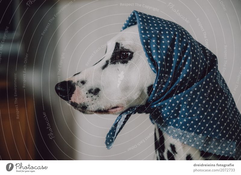 Funny old woman with headscarf Headscarf Animal Pet Dog 1 Observe Looking Wait Old Cool (slang) Nerdy Cute Retro Feminine Judicious Wisdom Loneliness