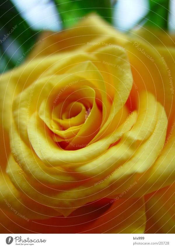 Rose whisper 2 Yellow Macro (Extreme close-up) Flower Plant Nature