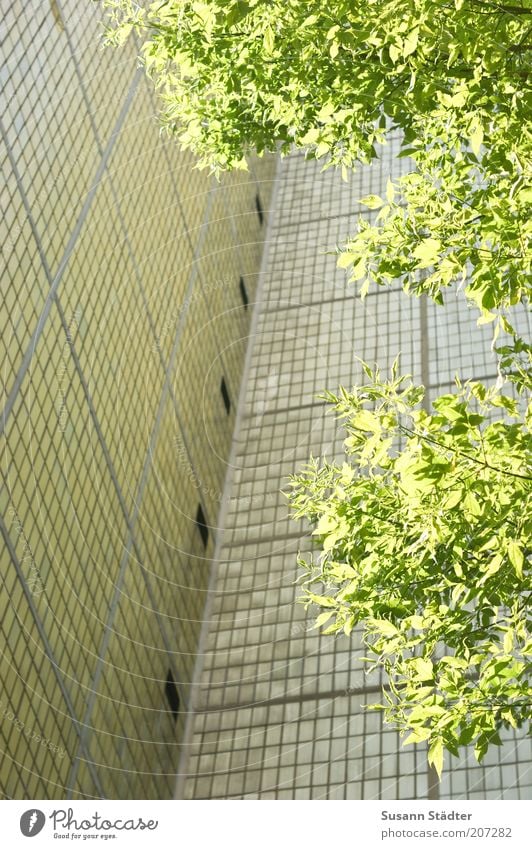 green branch in the slab sky Environment Tree House (Residential Structure) High-rise Bright Prefab construction Tile Facade Wall (building) Colour photo