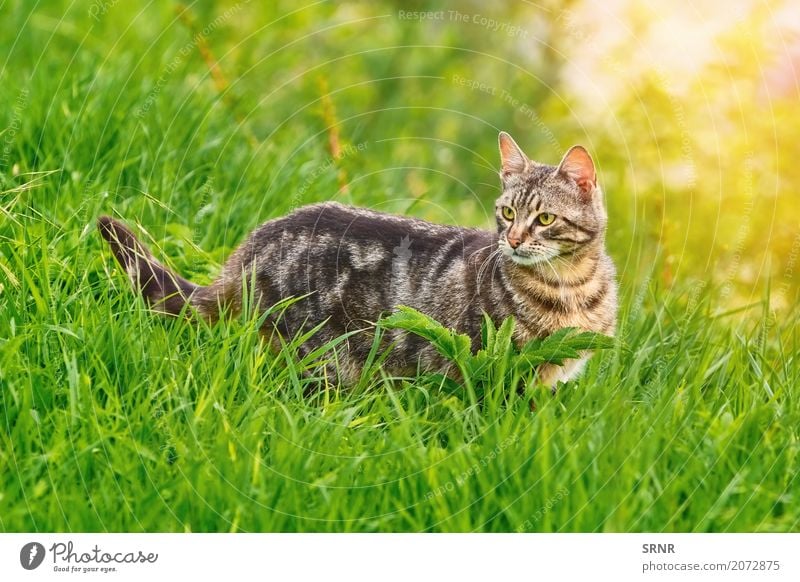 Cat in Grass Environment Nature Animal Short-haired Pet Stand carnivorous Domestic Domestic cat housecat domesticated felid Wild cat semi-feral Mammal outbred