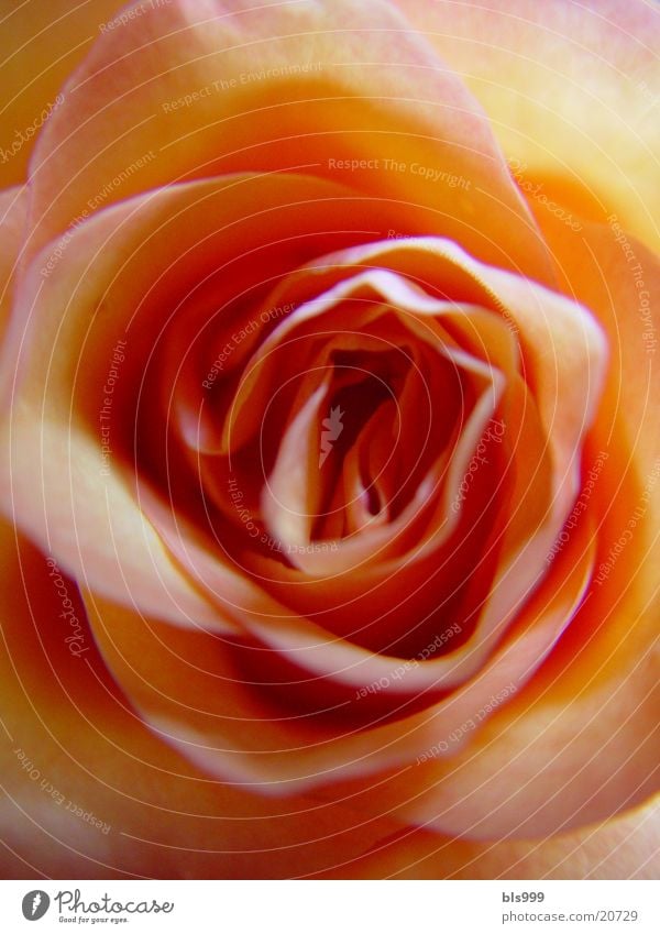 Rose whisper -3 Macro (Extreme close-up) Flower Plant Nature