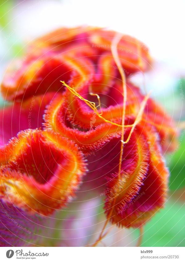 Flowery Macro (Extreme close-up) Plant Red Nature