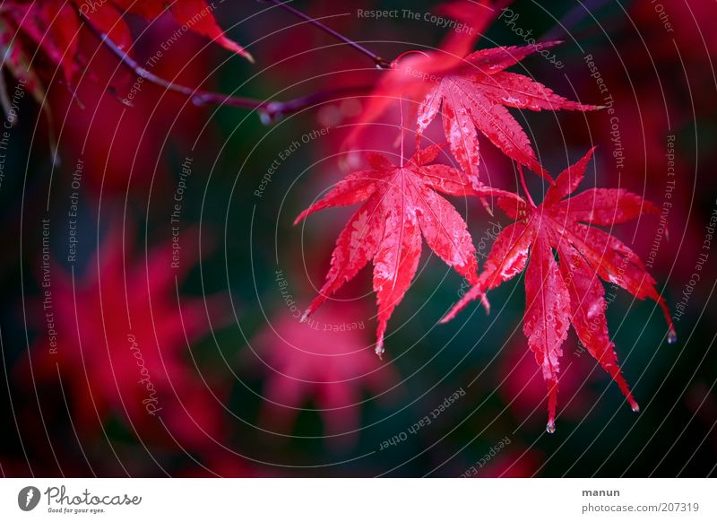 red maple Nature Drops of water Autumn Rain Bushes Leaf Autumn leaves Autumnal Autumnal colours Early fall Maple tree Maple leaf Maple branch Branch Fresh Wet