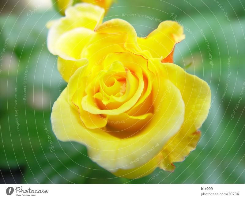 Rose - 2 Yellow Flower Garden Nature