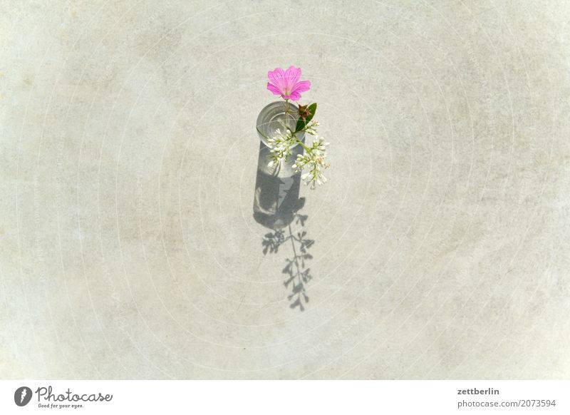 Flowers for all Blossoming Garden Deserted Copy Space Nature Plant Summer Vase Glass Girl Table White Pink Bird's-eye view Light Shadow Romance