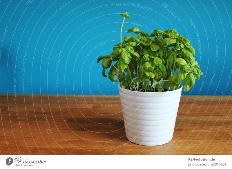 "Very spicy with love!" Table Wood Blue Green Basil Herbs and spices Plant Pot plant Delicious Tasty Wall (building) Simple Cyan Natural Ecological Green thumb