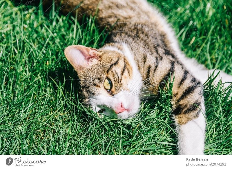Portrait Of Cute Domestic Tabby Cat Playing In Grass Summer Garden Nature Animal Meadow Pet Animal face 1 To enjoy Happiness Cuddly Funny Brown Multicoloured