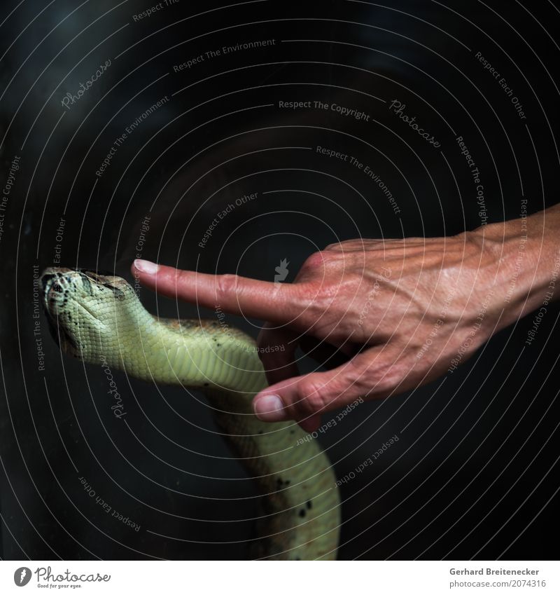 snakes Hand Fingers Animal Snake Willpower Trust Dangerous Testing & Control Brave gallery Colour photo Copy Space top Neutral Background Shallow depth of field