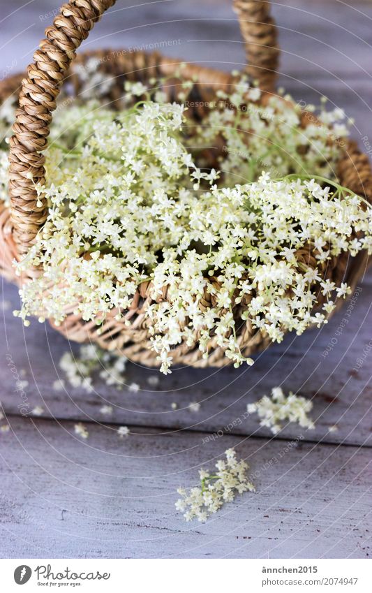 elderberry blossoms Blossom Nature White Harvest Summer Spring Basket Delicate Small Green Interior shot Plant Collection Accumulate Search