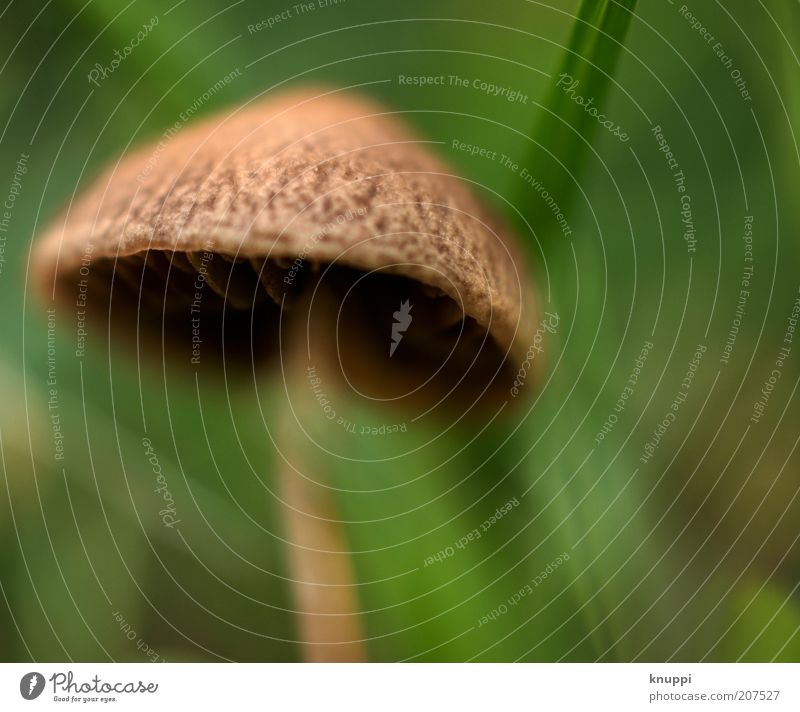 Games with little hats at the edge of the forest Mushroom Summer Environment Nature Spring Growth Round Wild Soft Brown Green Mushroom cap Poison Living thing