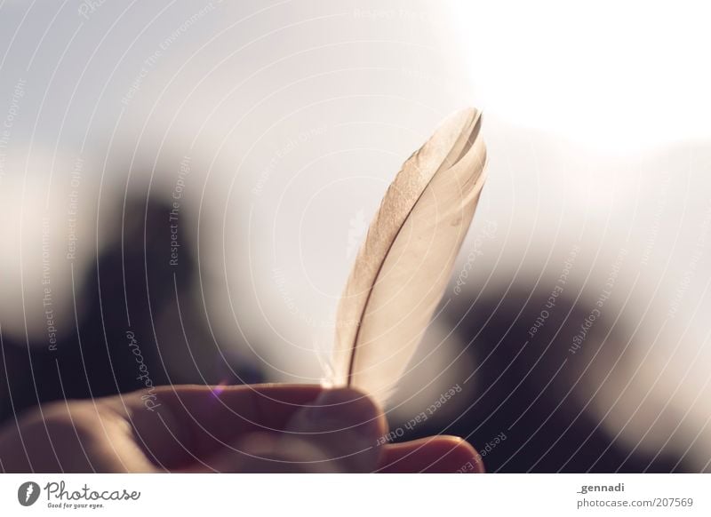 Light as a feather Lightness Hand Fingers Feather Free Happy Happiness Contentment Beautiful Longing Homesickness Wanderlust Loneliness Colour photo