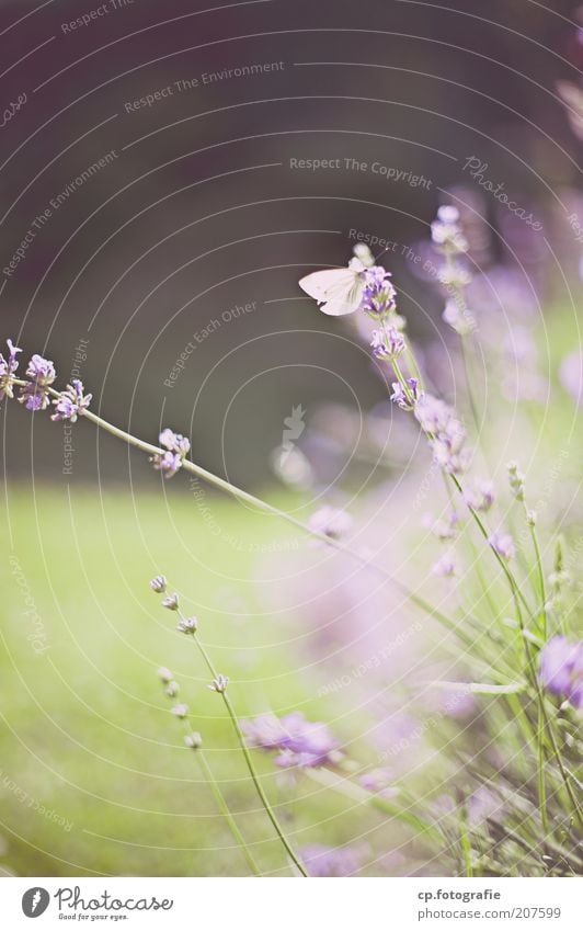 Purple 2 Summer Nature Plant Animal Flower Lavender Butterfly 1 Fragrance Natural Exterior shot Shallow depth of field