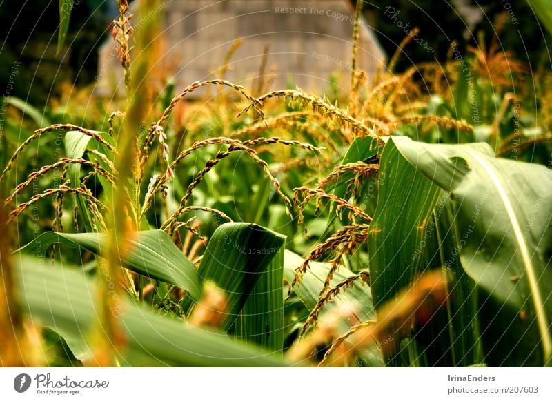 cornfield Grain Summer Nature Plant Leaf Agricultural crop Deserted Beautiful Green Life Maize Field Multicoloured Exterior shot Close-up Day