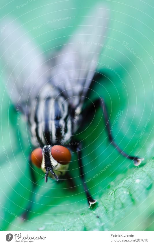 When flies fly behind flies Environment Nature Animal Fly Animal face Wing 1 Red Green Legs Compound eye Insect Near Eerie Looking Motionless Flesh fly
