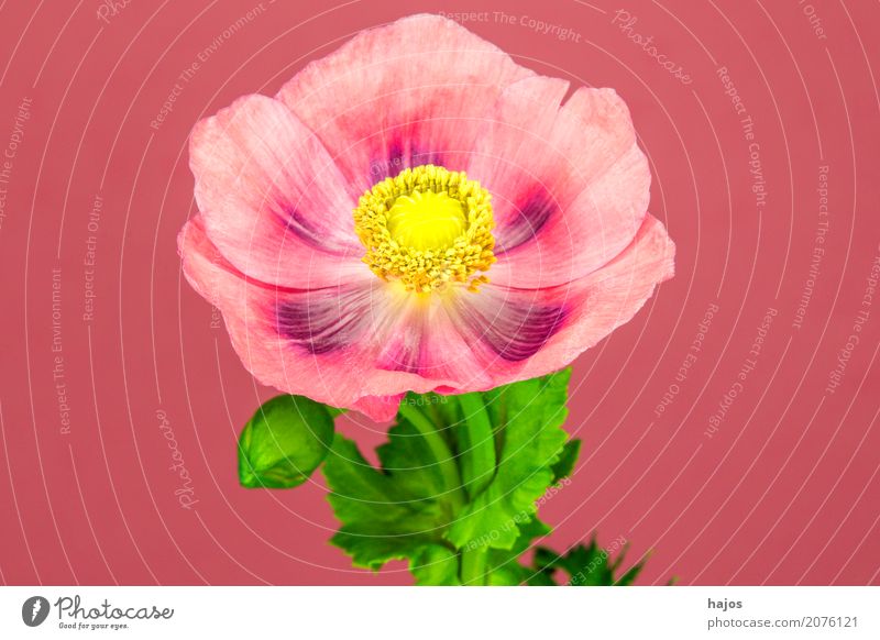 opium poppy,flower Intoxicant Medication Plant Blossom Violet Addiction Opium poppy Poppy Alkaloid narcotic pharmacy Poison Asia Colour photo Close-up