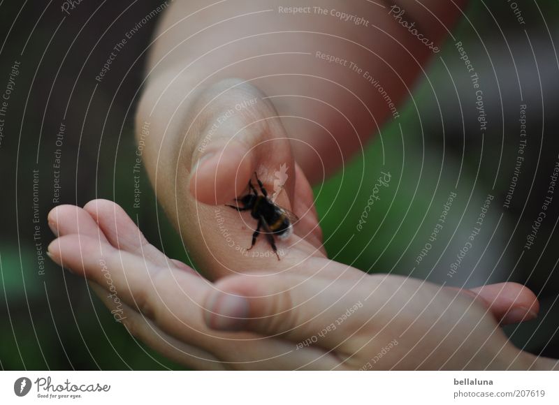 Fly, little bumblebee! Human being Feminine Child Infancy Life Hand Fingers 1 Environment Nature Animal Wild animal To hold on Insect Bumble bee Crawl Retentive
