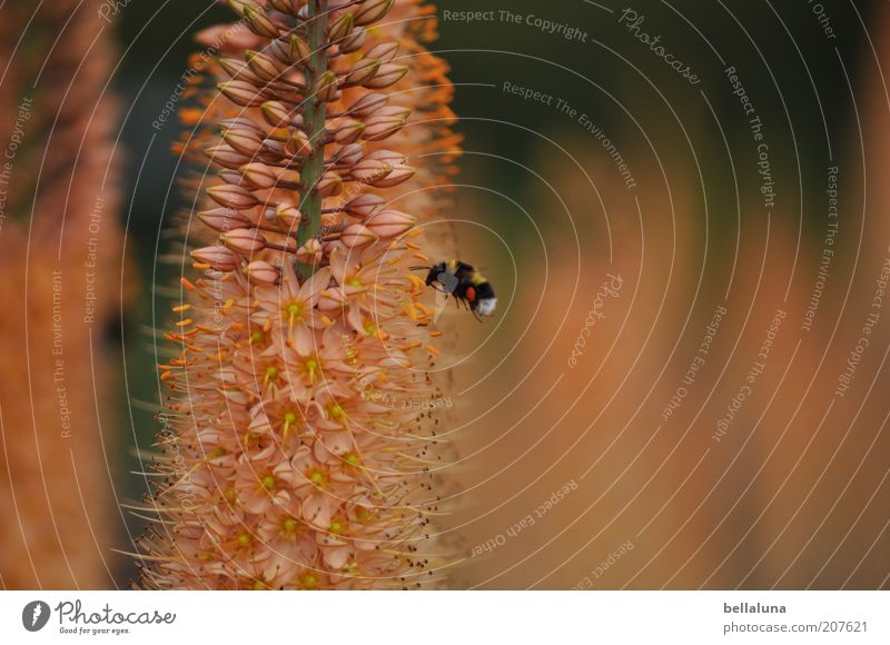 bumblebee flight Environment Nature Plant Animal Warmth Flower Blossom Wild plant Wild animal 1 Flying Insect Bumble bee Warm light Sprinkle Warm colour