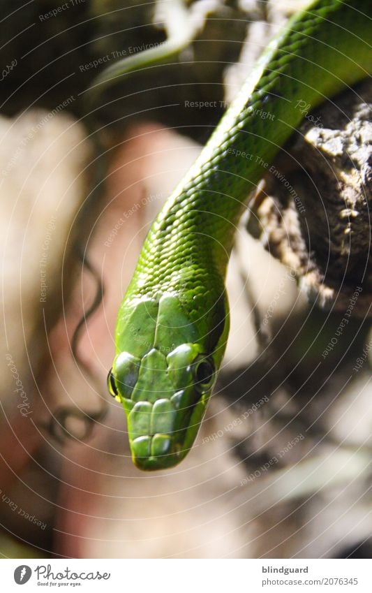 snakebite Animal Snake Animal face Scales 1 Esthetic Threat Long Green Watchfulness False Discordant Reptiles Sin Paradise Colour photo Close-up Detail Deserted
