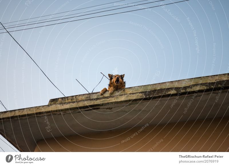 watchdog Animal Dog 1 Blue Brown Black Guard Wauwau Roof High voltage power line Paw Useless Sky Snout Cuba Colour photo Exterior shot Deserted Copy Space top