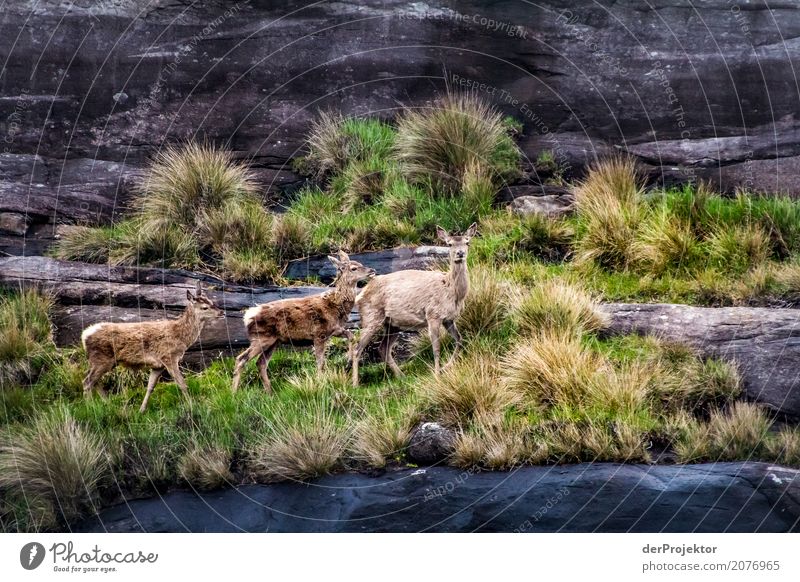 Herd of deer in the morning on Isle of Skye Clouds Ledge coast Lakeside River bank Summer Landscape Rock Bay Plant Fjord Island Scotland Europe Exterior shot