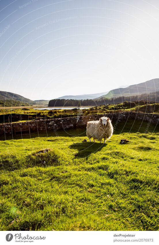 Sheep in the morning on Isle of Skye Clouds Ledge coast Lakeside River bank Summer Landscape Rock Bay Plant Fjord Island Scotland Europe Exterior shot
