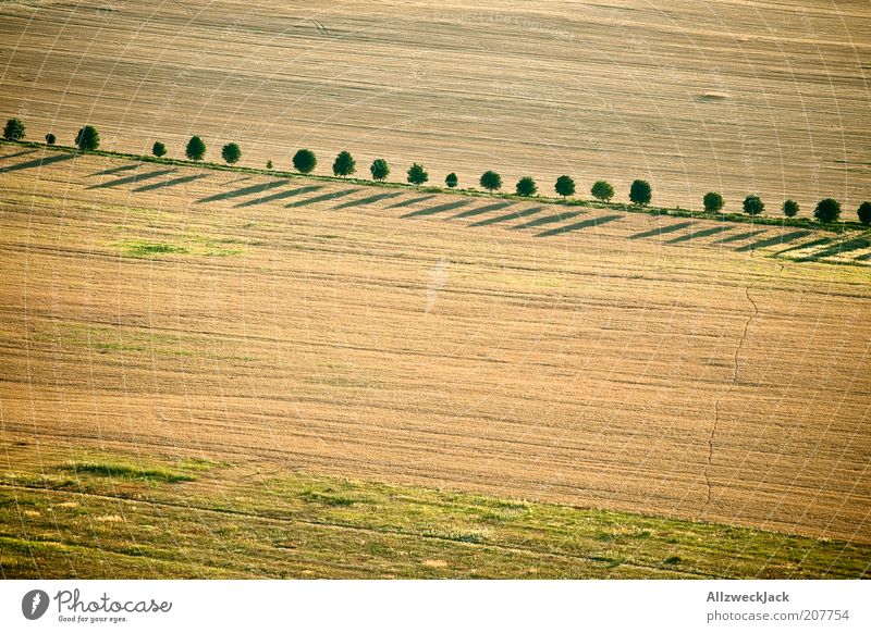 queue Landscape Summer Tree Field Esthetic Avenue Footpath Simple Agriculture Colour photo Exterior shot Aerial photograph Evening Bird's-eye view Row of trees