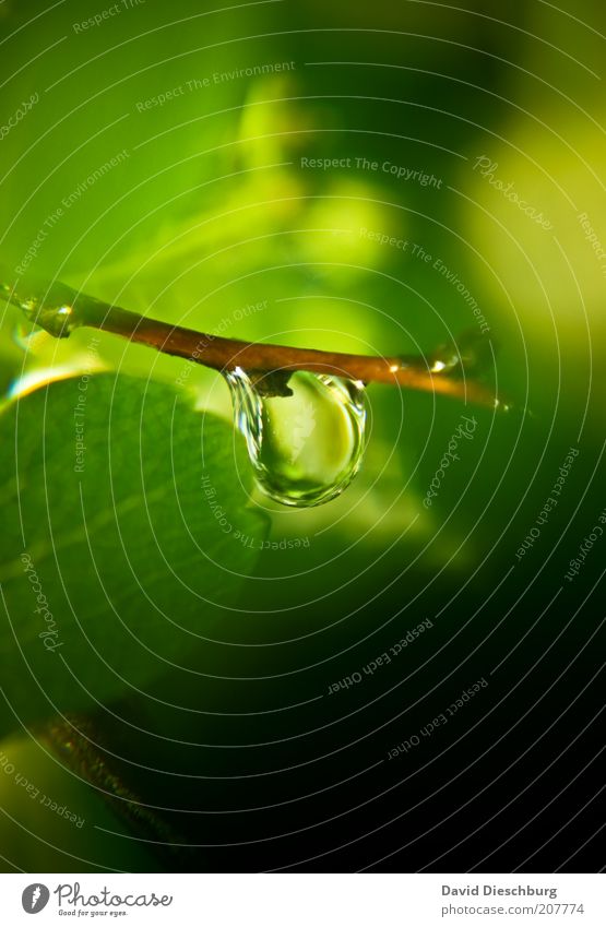 12 days rain Life Plant Water Drops of water Spring Summer Leaf Foliage plant Green Wet Damp Round Colour photo Exterior shot Close-up Detail
