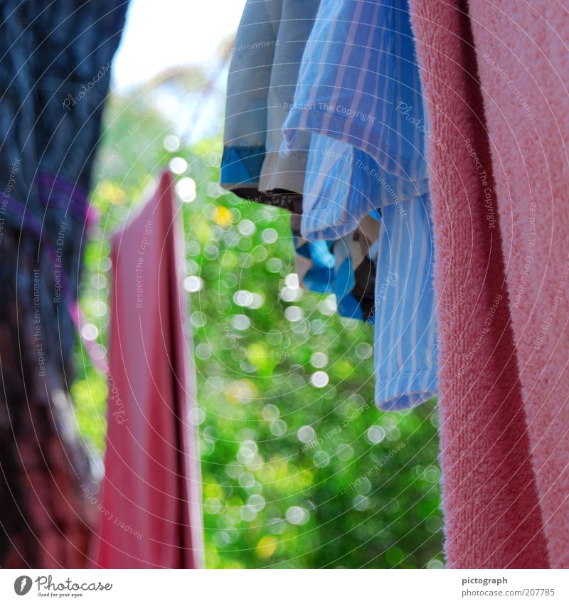 Hanging in the wind Summer Nature Towel Laundry Swimming trunks Clothesline Simple Multicoloured Calm Colour Dry Colour photo Exterior shot Close-up Day