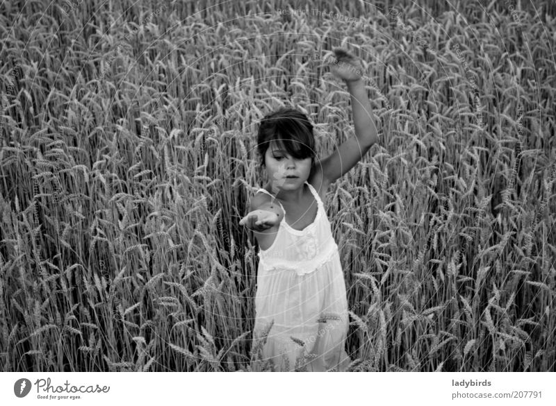 Girl in the cornfield Playing Summer Parenting Child Human being Infancy Life Face Arm 1 3 - 8 years Dance Environment Nature Climate change Agricultural crop