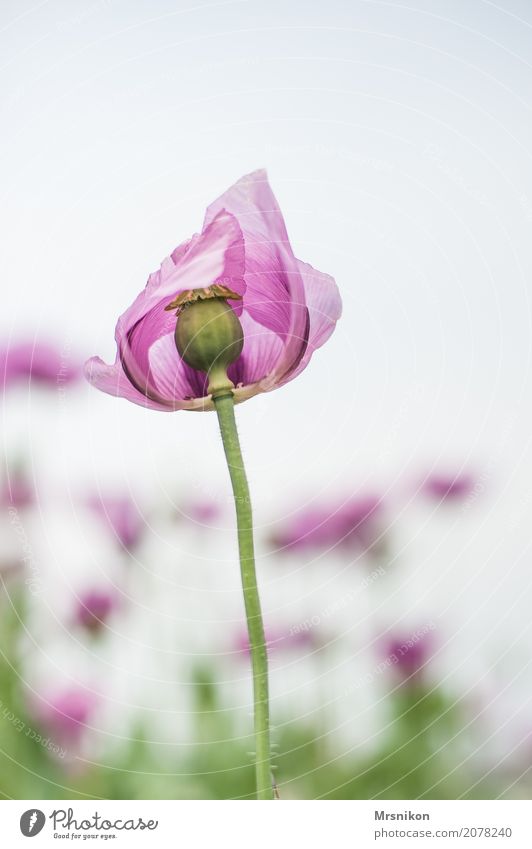 poppy blossom Nature Spring Summer Plant Leaf Blossom Garden Park Meadow Field Exceptional Exotic Beautiful Pink Poppy Poppy blossom Poppy field Poppy capsule