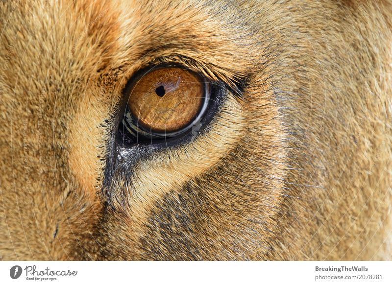 Extreme close up of lioness eye looking at camera Nature Animal Wild animal Animal face 1 Looking Beautiful Strong Brown Yellow Bravery Might Caution Curiosity