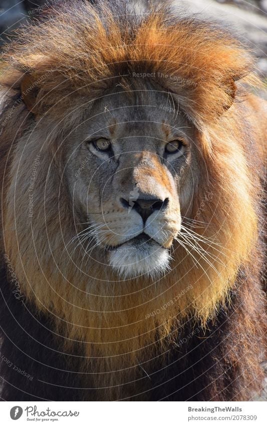 Close up portrait of cute lion with beautiful mane Nature Animal Wild animal Cat Animal face Zoo 1 Looking Beautiful Cute Might Brave Lion Mature Snout Mane