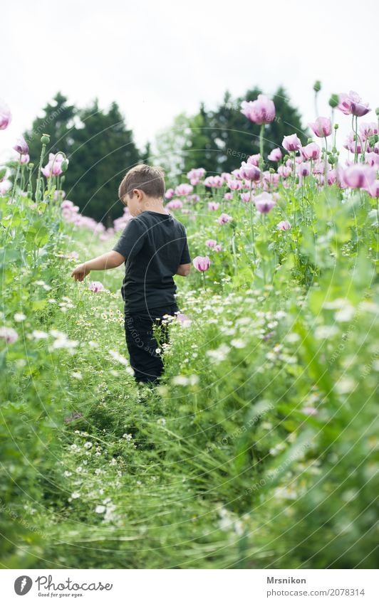 In the poppy field Boy (child) Infancy Life 1 Human being 3 - 8 years Child Nature Plant Animal Summer Field Walking Poppy field Poppy blossom Pink Pick