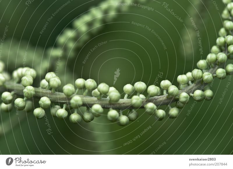 molecule Environment Nature Plant Summer Foliage plant Green Colour photo Subdued colour Exterior shot Close-up Macro (Extreme close-up) Deserted Day Sunlight