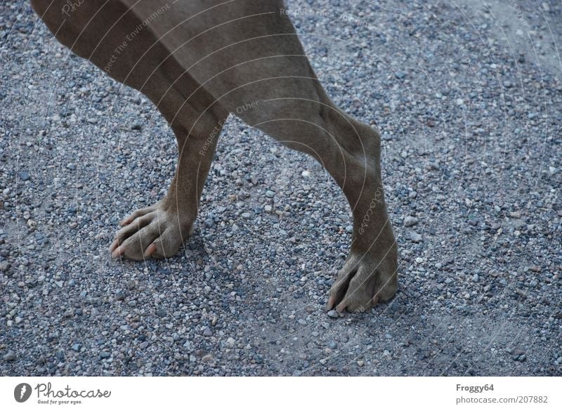 You show leg! Environment Animal Pet Dog Pelt Claw Paw 1 Stone Sand Going Stand Thin Beautiful Patient Calm Colour photo Subdued colour Exterior shot Detail