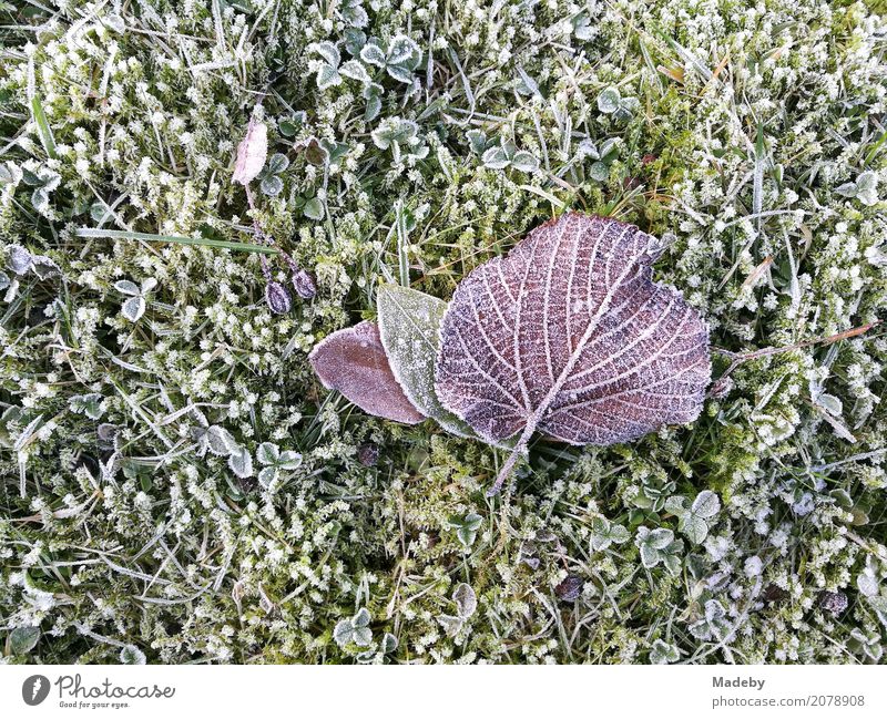 Purple lime leaf on mossed lawn with hoarfrost Winter Garden Environment Nature Plant Animal Autumn Climate Weather Bad weather Ice Frost Tree Moss Leaf Park
