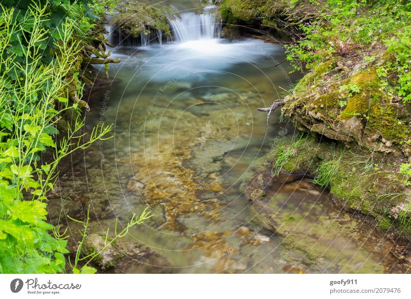 Mini Waterfall Trip Adventure Summer Hiking Environment Nature Landscape Plant Animal Earth Spring Grass Bushes Brook River Stone Blossoming Discover Fluid