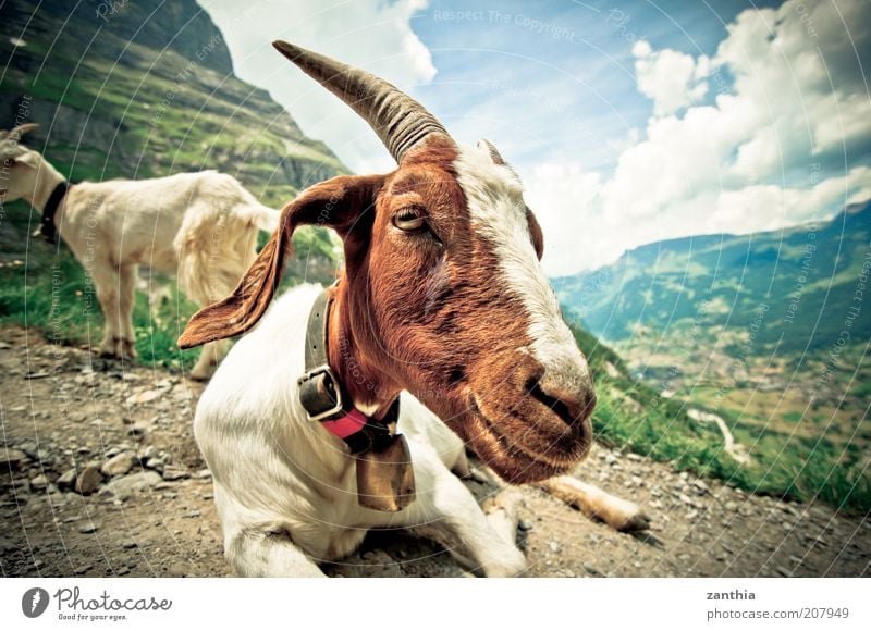 Goats staring at men Summer Mountain Clouds Beautiful weather Alps Animal Farm animal Lie Looking Sit Wait Brown White Serene Bell Antlers Colour photo